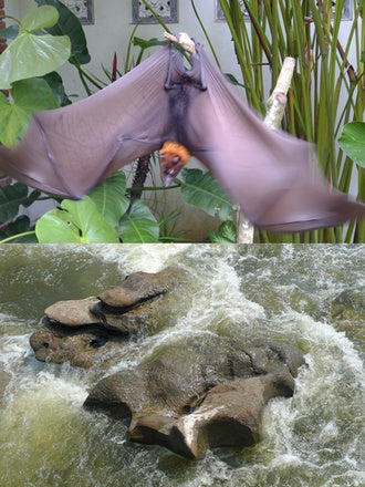 A limited photography by Gabriel Orozco showing an image of a bat and of water whirlpool next to each other. The two motives, which have on the first glance nothing in common, have formal parallels. The photography is signed and numbered on the backside.